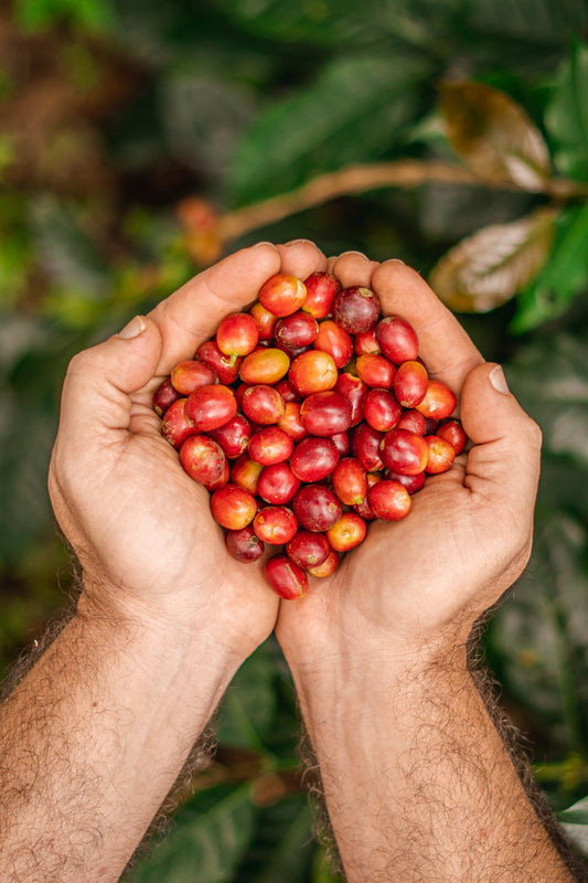 Cafe colombiano de especialidad - Jaime Gutierrez