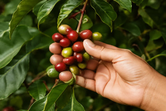 ¿Qué es el café de especialidad?