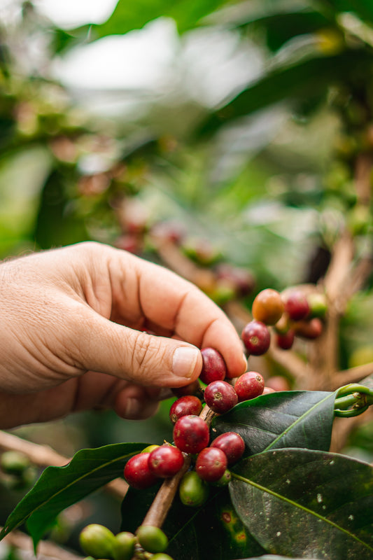 Cafe colombiano de especialidad - Jaime Gutierrez