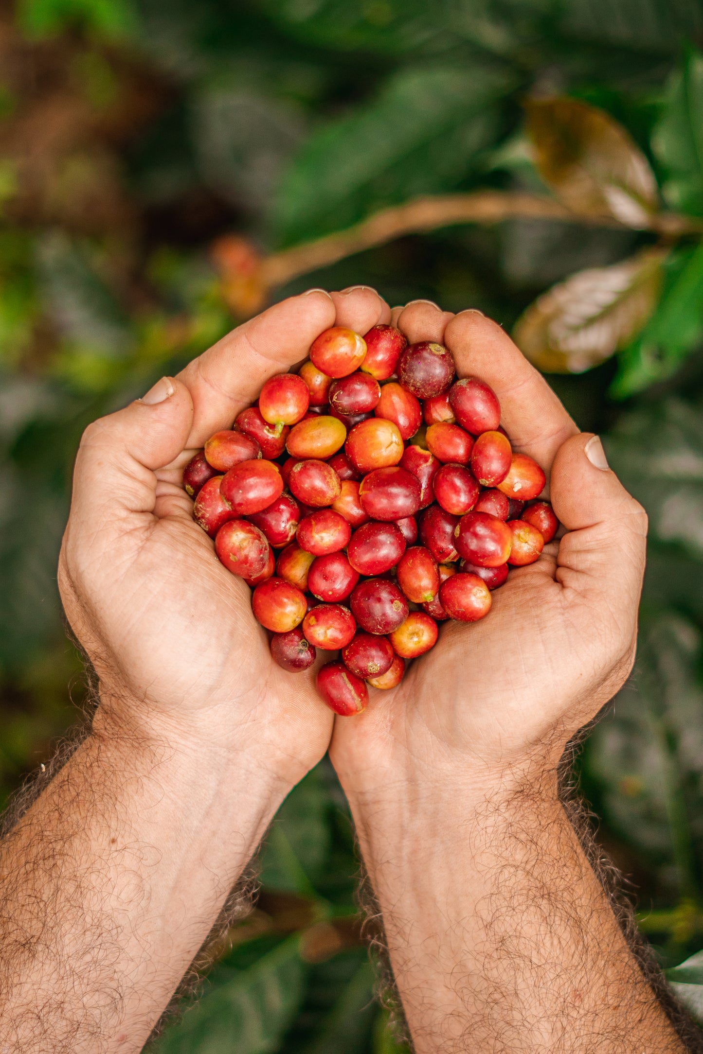 Cafe colombiano de especialidad - Jaime Gutierrez